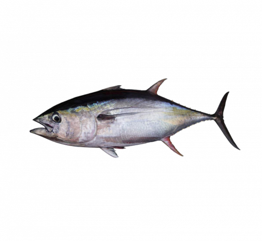 Tuna